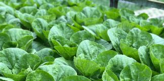cabbage juice
