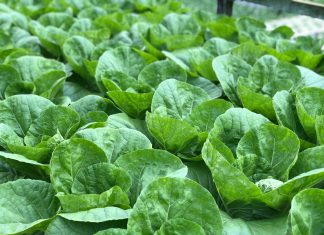 cabbage juice