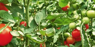 Valgri tomatoes