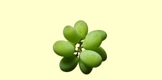 The toxic truth about modern food - Article | Fine Food on Global Food World