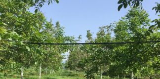 artemision walnut farm